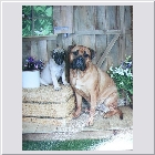 Lilly and Clint's Jasmine & Kenoa and Clint's Oscar same owner Sue & Guy