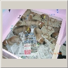 DSCN8399.JPG